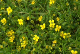 Potentilla erectaTormentil bestellen